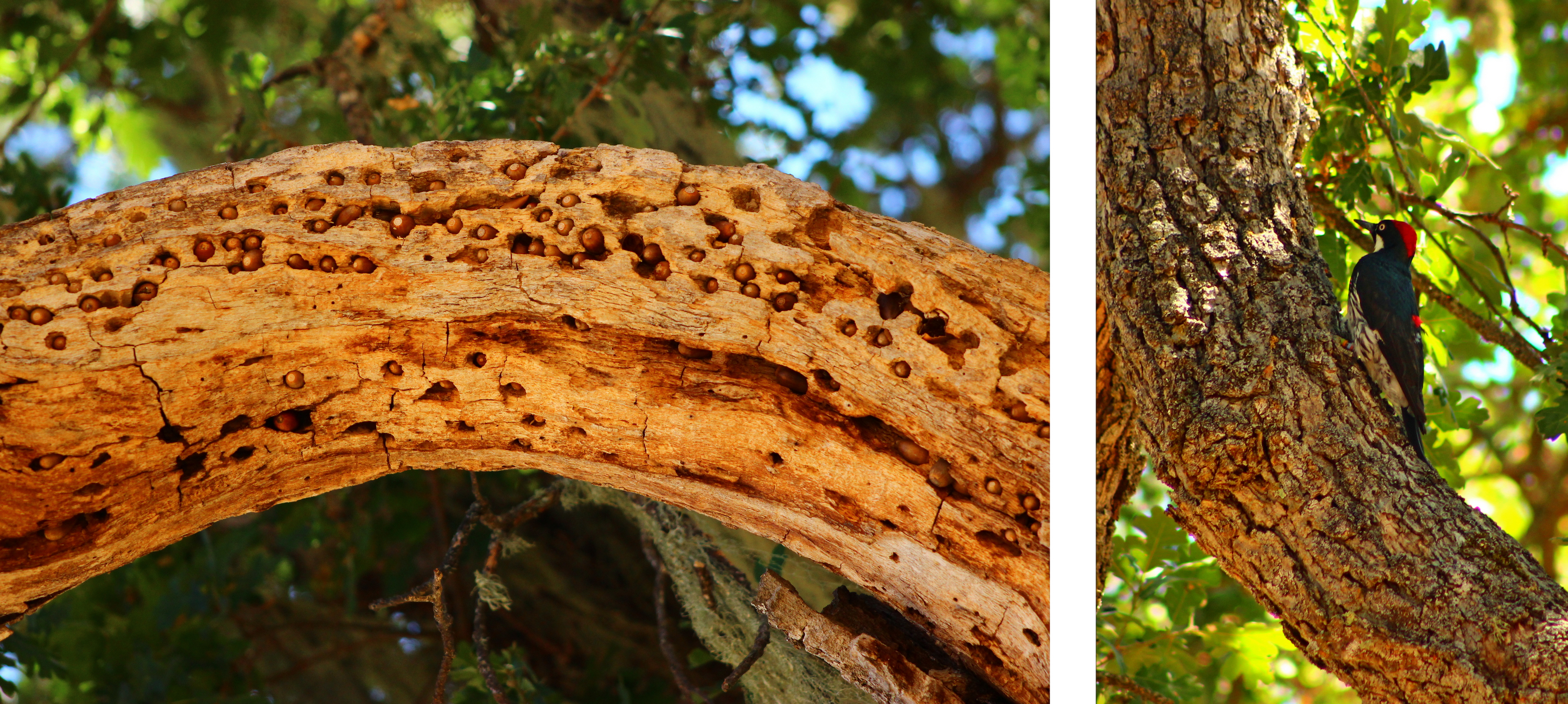 Сімейні запаси жолудів жолудевого дятла *Melanerpes formicivorus* в Природній резервації Хестінгс, Каліфорнія, США.