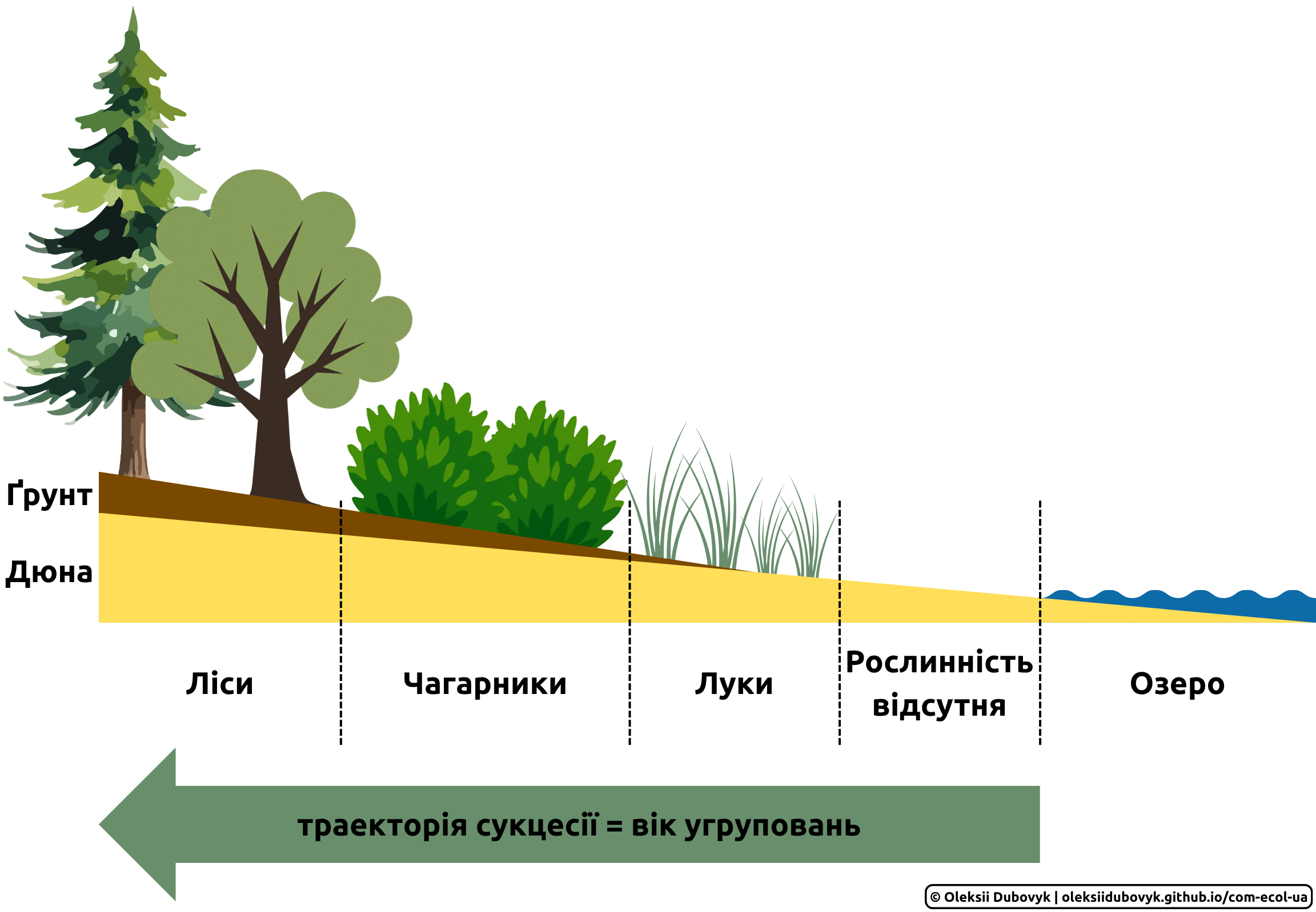 Спостереження Ковлза за рослинністю піщаних дюн озера Мічиган вказує на поступове заміщення одними рослинними угрупованнями інших; можна припустити, що такі ж процеси відбувались протягом історичного часу в міру того, як озеро відступало і оголювало піщаний субстрат. (За Cowles ([1899](https://doi.org/10.1086/327796)) із використанням іконок з Canva).