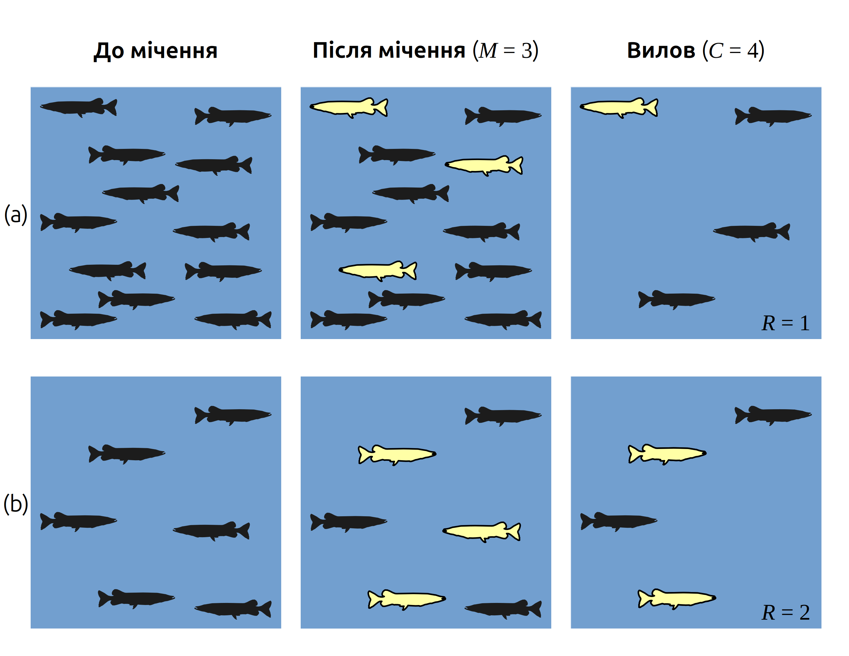 Гіпотетичний приклад оцінки розміру популяції щук за допомогою методу вилову-мічення-відлову. Щуки, на котрих причепили пластикову мітку, виділені жовтим. В обох ставках помаркували і відпустили $M = 3$ рибини, і в наступному раунді виловили $C = 4$ рибини, записавши скільки із виловлених рибин мають мітку. В ставку (a) реальний розмір популяції $P_a = 12$, і оцінка розміру популяції становитиме $\hat{P}_a = M \cdot C / R = 3 \cdot 4 / 1 = 12$. В ставку (b) справжній розмір популяції становить $P_b = 6$, що співпадає із результатами оцінки міченням-відловом: $\hat{P}_b = 3 \cdot 4 / 2 = 6$.