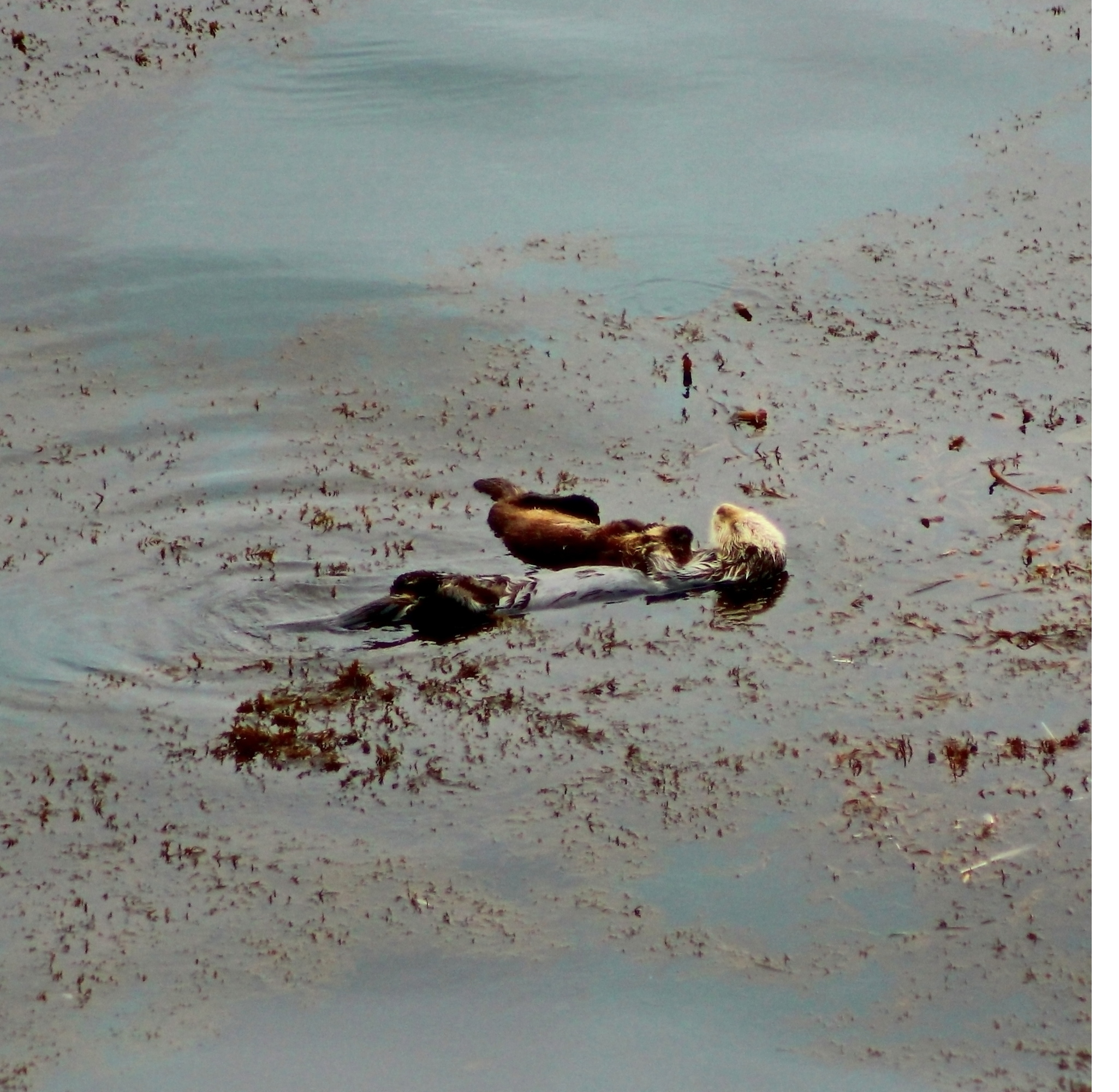 Двійко каланів морських (*Enhydra lutris*) сплять на поверхні океану, поки їх улюблена їжа, морський їжак *Strongylocentrotus purpuratus*, переховується в щілинах між камінням (Природний заповідник Пойнт Лобос, Каліфорнія).