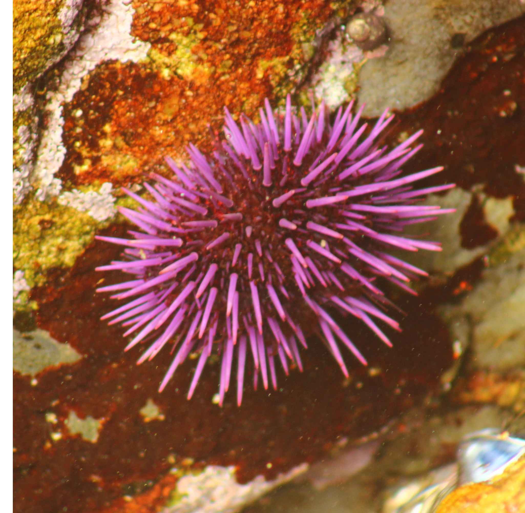 Двійко каланів морських (*Enhydra lutris*) сплять на поверхні океану, поки їх улюблена їжа, морський їжак *Strongylocentrotus purpuratus*, переховується в щілинах між камінням (Природний заповідник Пойнт Лобос, Каліфорнія).