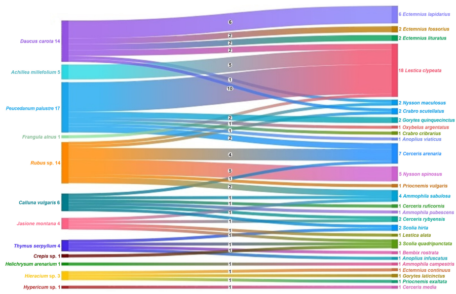 Приклад мутуалістичної мережі запилювання між квітковими рослинами (ліворуч) і к осами (праворуч) в Рівненському природному заповіднику ([Pytel-Huta 2023](https://doi.org/10.30970/sbi.1703.724), відтворено із дозволу авторки).