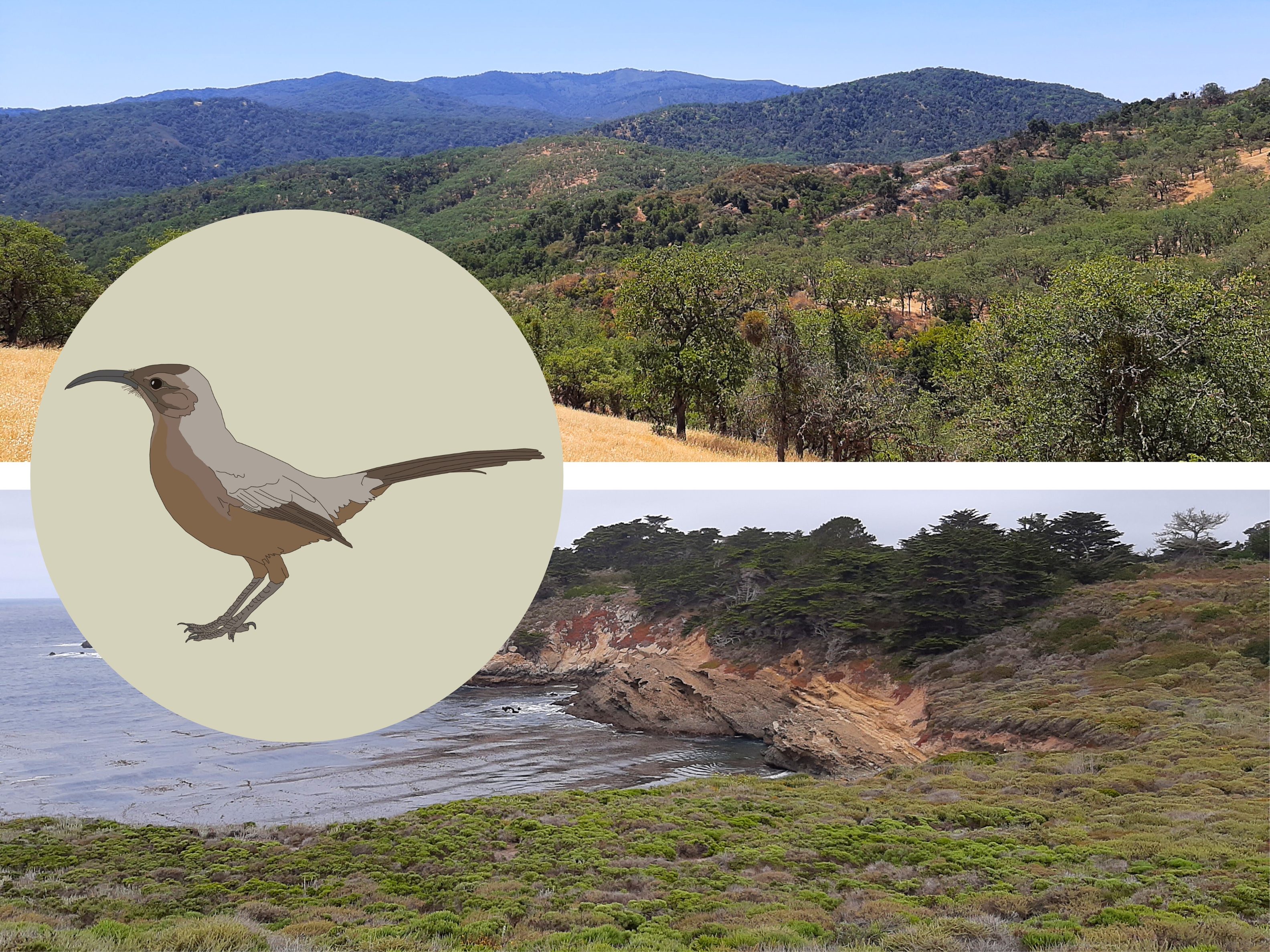 Поширення тремблера каліфорнійського (*Toxostoma redivivum*) обмежене його адаптаціями до існування в конкретному середовищі, чагарниках рослинності типу чапарелі -- від узбережжя (Природний заповідник Пойнт Лобос, Каліфорнія) до глибоко в континенті (Природна резервація Хестінгс, Каліфорнія).